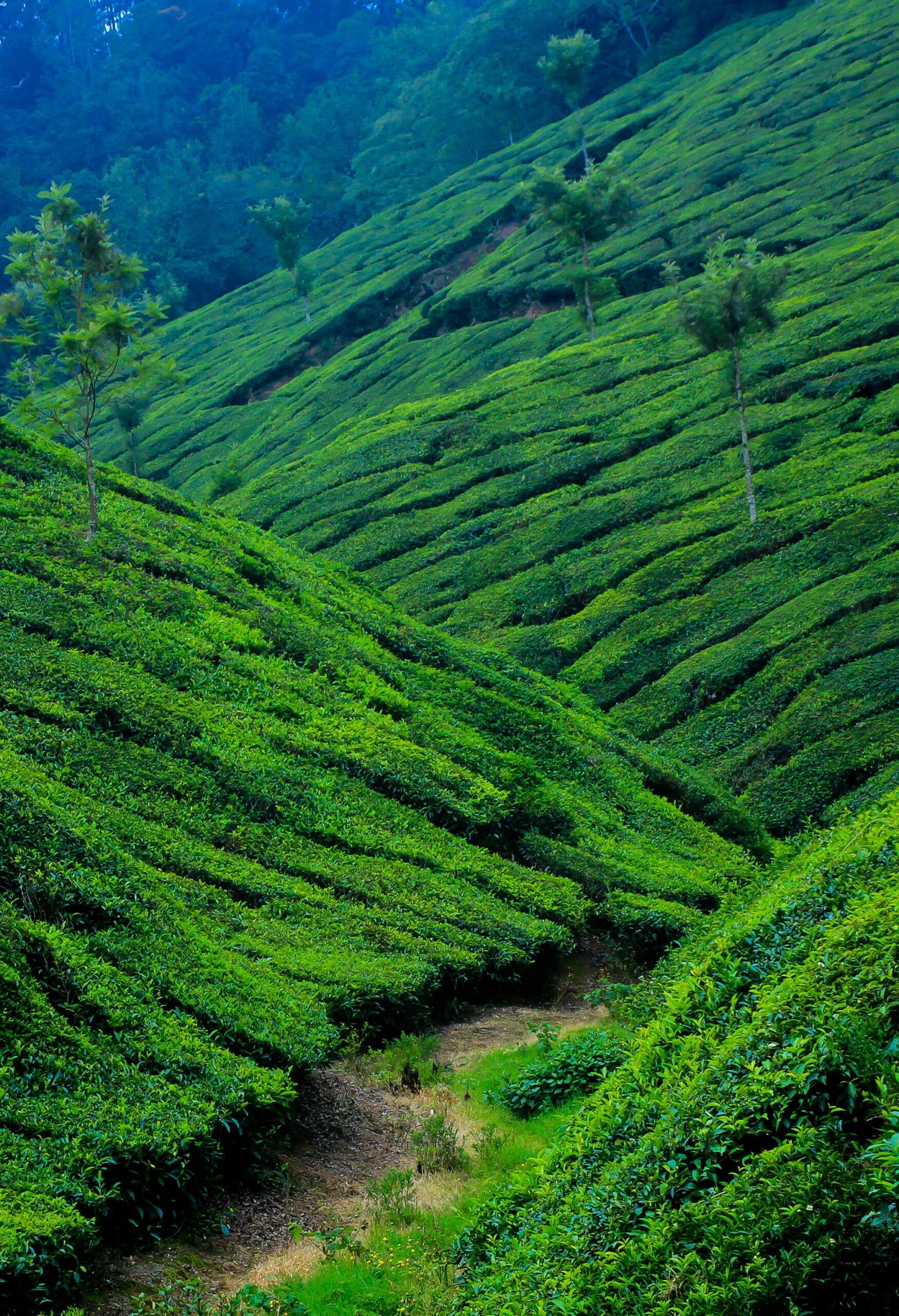 Plantation de thé dans la région d'Assam, Inde, avec des champs verdoyants sous un ciel ensoleillé.