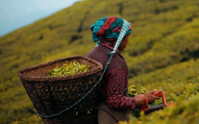 Assam : Un Trésor Théiné de l’Inde