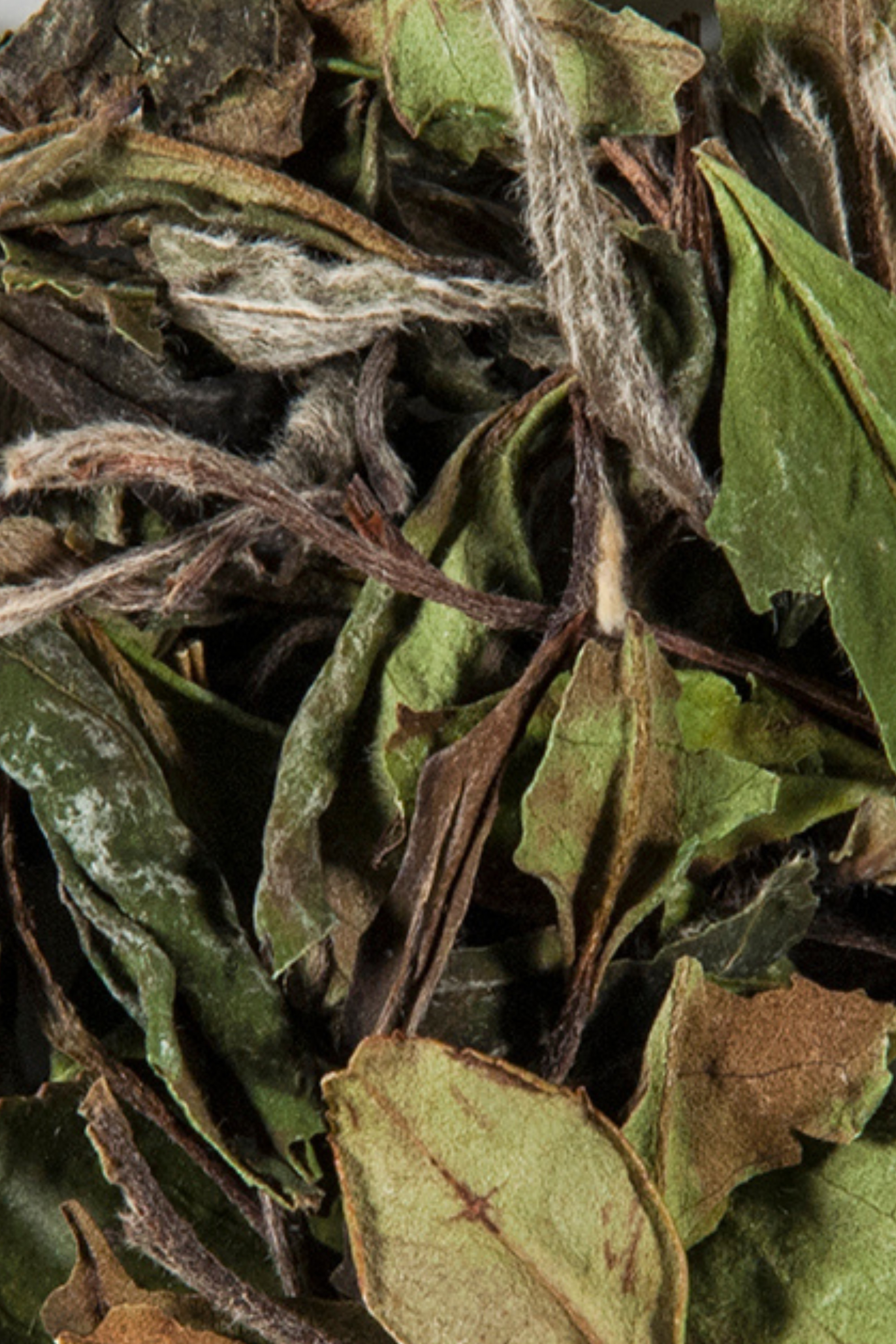 Feuilles de thé blanc Bai Mu Dan séchées avec leurs trichomes argentés