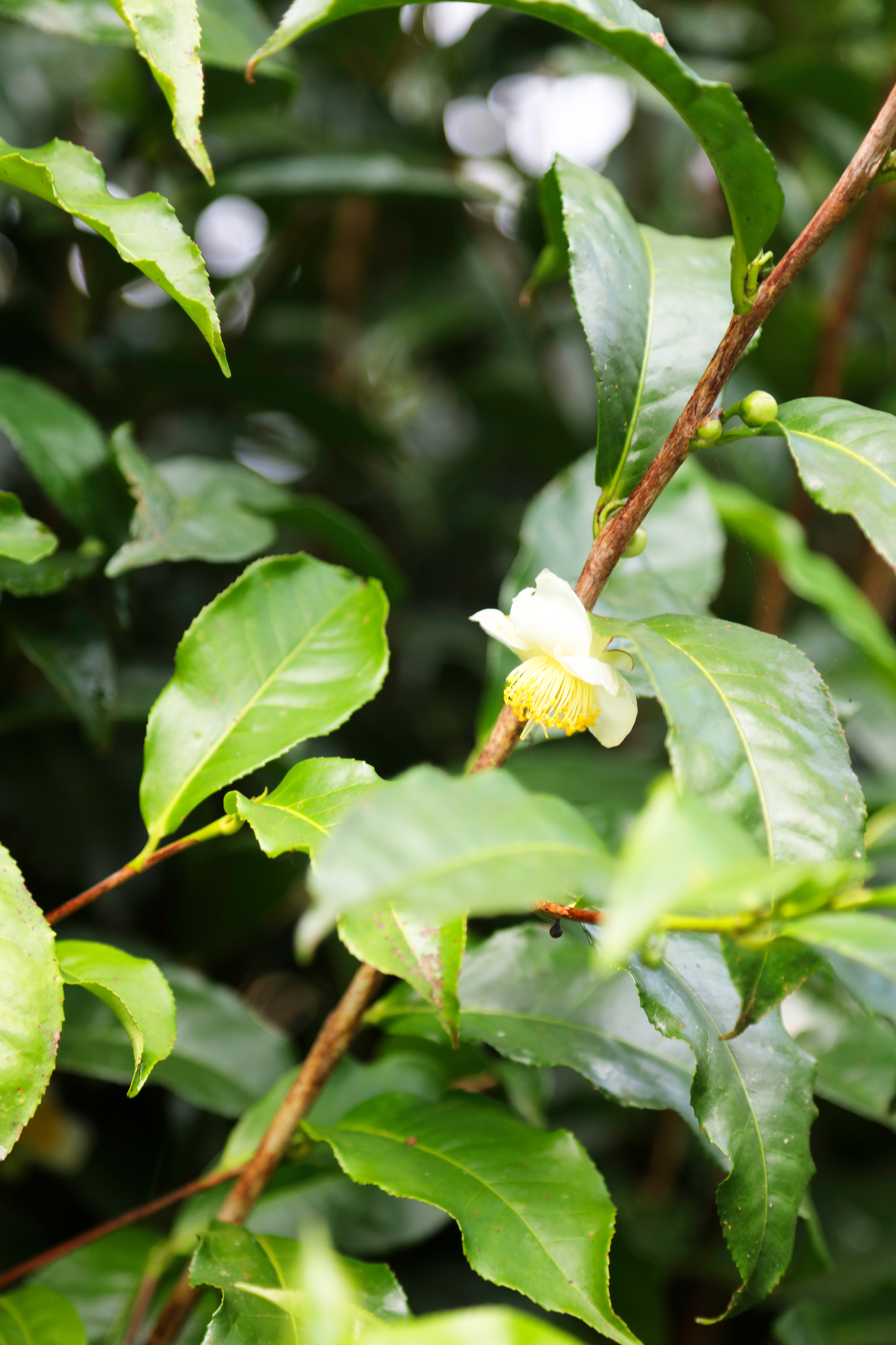 le Camellia Sinensis, la plante à l'origine de tous les types de thé.