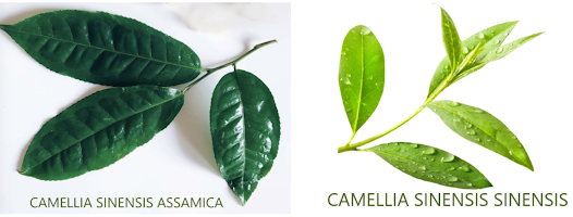 différences camellia sinensis sinensis et assamica