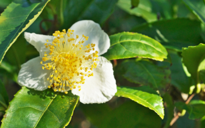 Camellia Sinensis : La Plante à l’Origine de Tous les Thés